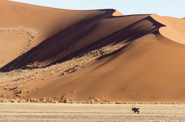 Namibia, Namib-Naukluft Park Sand dunes and Oryx